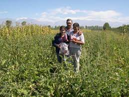 Agricultura en San Carlos