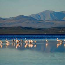 Laguna de Llancanelo