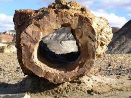 Bosque petrificado del llano blanco￼
