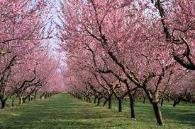 Vivero de Frutales en Santa Rosa