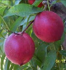 Frutas De carozo en Santa Rosa