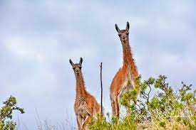 Safaris Fotografico